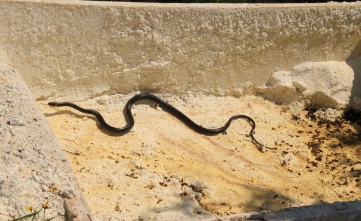 Kuşadası’nda görülen yılanlarla ilgili uzmanlar uyardı; "Zehirli değiller, öldürmeyin"