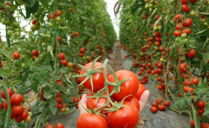 Mersin ve Adana’nın nisan enflasyonu yüzde 16,80; zam şampiyonu domates