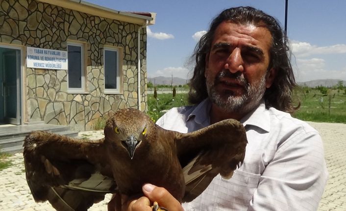 (Özel haber) Kargaların yaraladığı Arı Şahinleri tedavi altına alındı