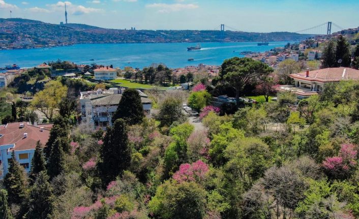 (Özel) İstanbul’da erguvan zamanı