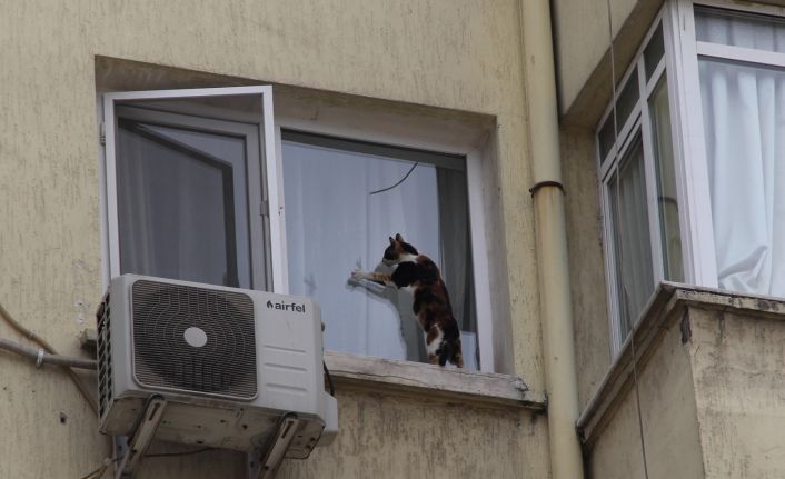 (Özel) İzmir’de görme engelli kediye nefes kesen kurtarma operasyonu