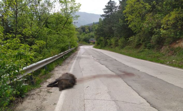 (Özel) Uludağ yolunda devasa domuz şok etti