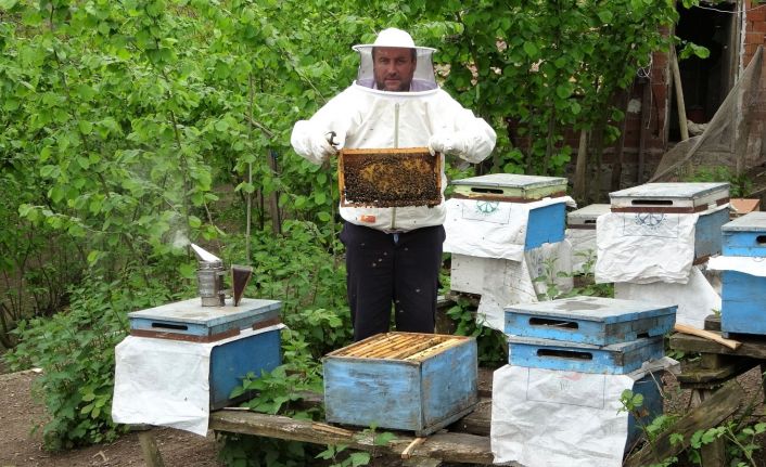 Pandemide karakovan balına talep arttı