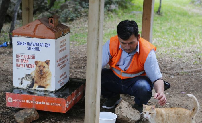 Tam kapanmada sokak hayvanlarını unutulmadı