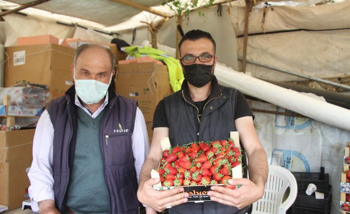 Tam kapanmanın dördüncü gününde ilk çilek hasadı