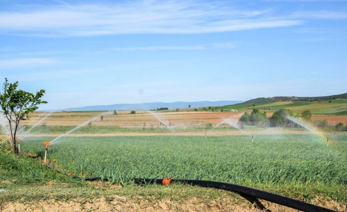 Taşköprü’de sarımsaklara su verilmeye başladı