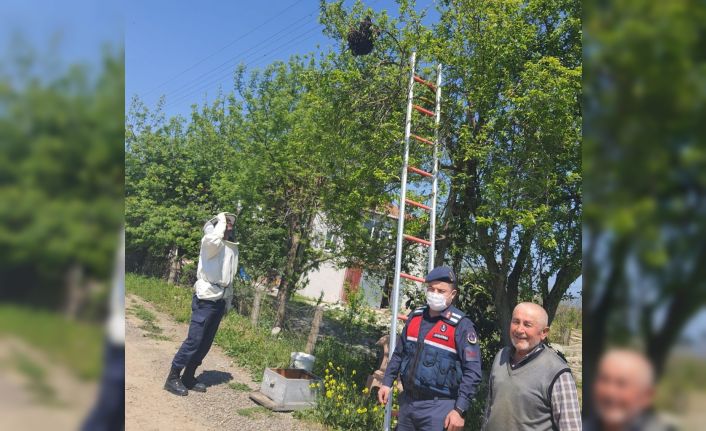 Yaşlı adamın oğul veren arılarını jandarma indirdi