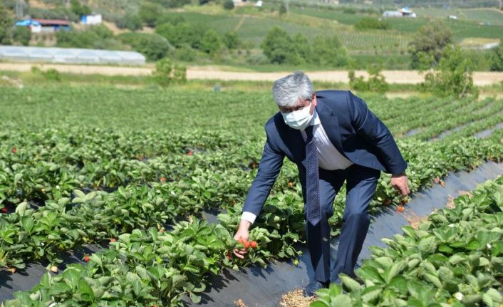 Yayladağı çileğinin yüzde 80’i ihraç ediliyor