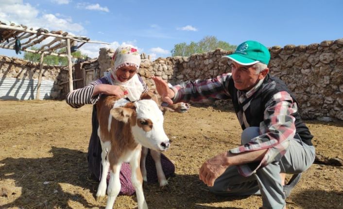 Yetim kalan buzağılara kendi çocukları gibi bakıyorlar