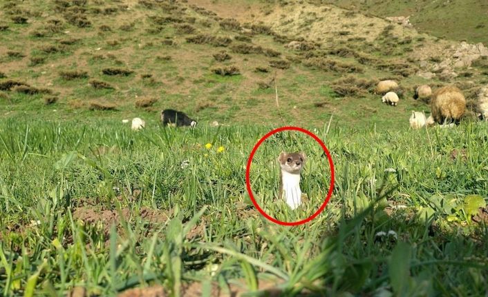 Yüksekova’da yarısı kahverengi yarısı beyaz gelincik görüntülendi