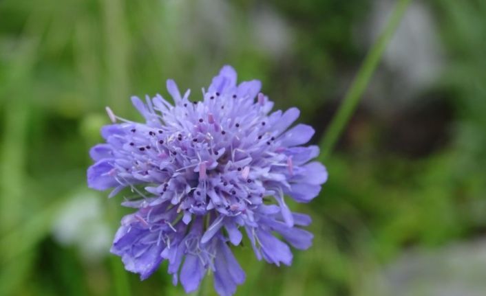 Tarla Lavinya Çiçeği Türkiye florasına kazandırıldı