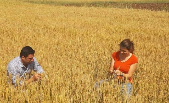 Buğday ekili alanlarda hasat döneminden önce son kontroller yapıldı