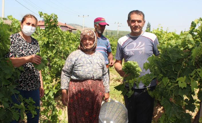Sezon öncesi asma yaprağı üreticinin ek geliri oldu