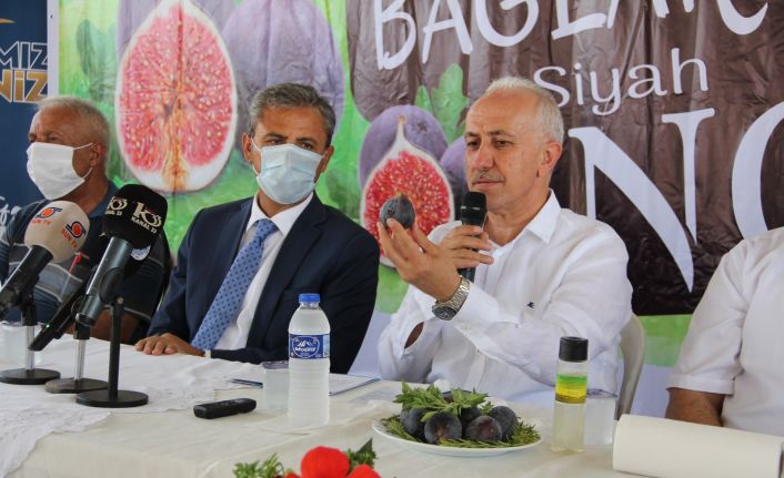 Türkiye’nin ilk ‘siyah incir’ hasadı Mersin Bağlarbaşı’nda yapılıyor