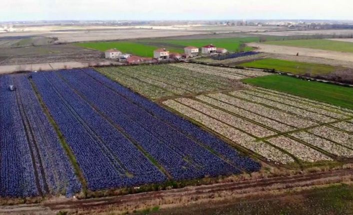 Türkiye’nin meyve, sebze ve tarla bitkileri Samsun’dan