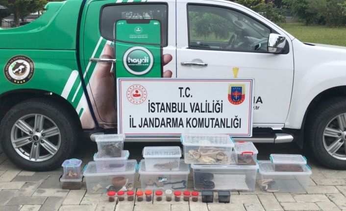 Yasa dışı hayvan ticaretine jandarma engeli