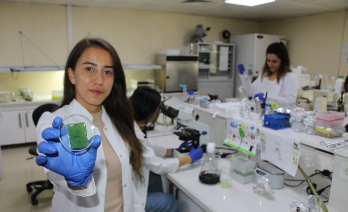 Amasya Üniversitesinden diyabetik yaralara umut olacak çalışma