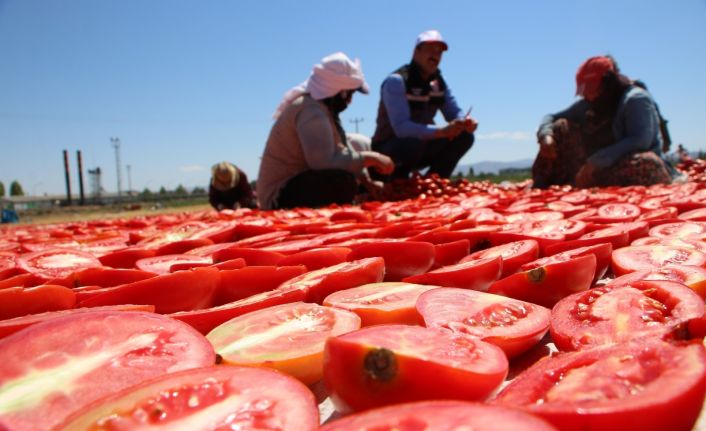 Dünya sofralarına lezzet katacak kurutmalık domatesin hasadı başladı