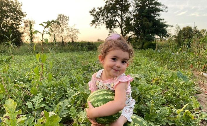 Düzce’de fındıktan sonra en çok ceviz yetişti