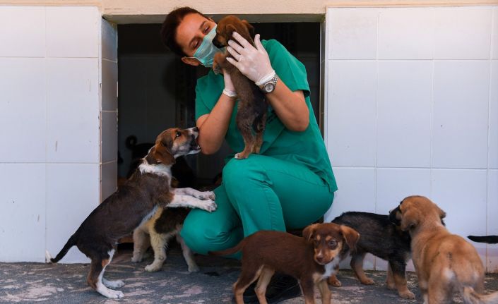 Kaşlı Geçici Hayvan Bakımevi, 1 Eylül’e kadar ziyarete kapatıldı