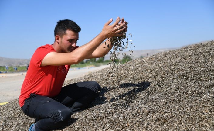 Kayseri’de Ay Çekirdeği Hasadı Başladı