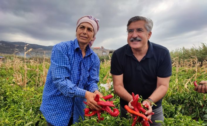 Samandağ biberinde son hasat