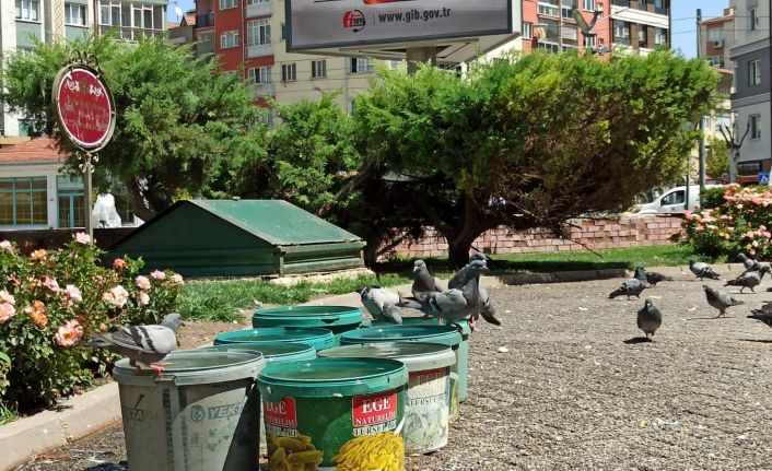 Sokak hayvanlarına 20 yıldır kova kova su taşıyor