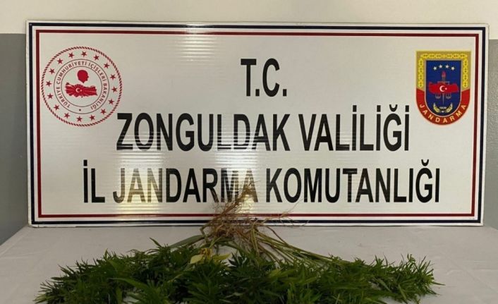 Zonguldak’ta kenevir operasyonu;42 kök kenevir bitkisi ele geçirildi