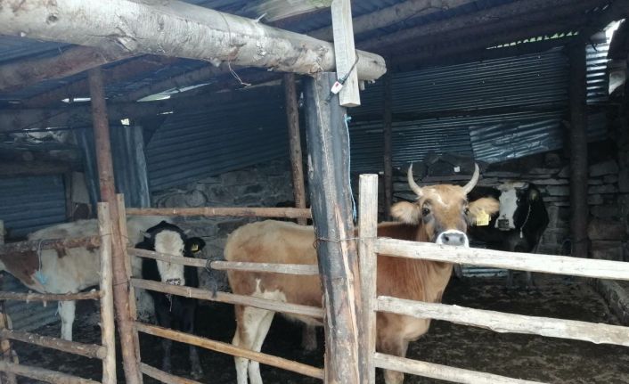 Ardahan’da hayvan kaçakçılığı operasyonu