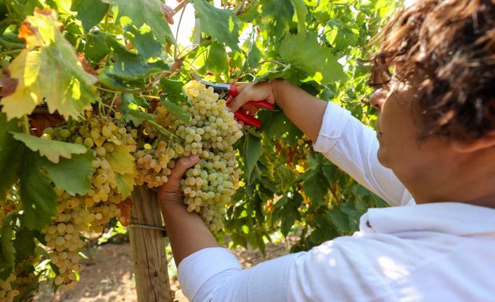 Buca bağlarından sofralara üzüm bereketi