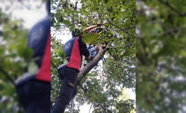 Ceviz toplamak için çıktığı ağaçta mahsur kaldı