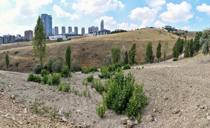 Dikmen Deresi’nde yürütülen atıkla mücadele çalışmaları tamamlandı