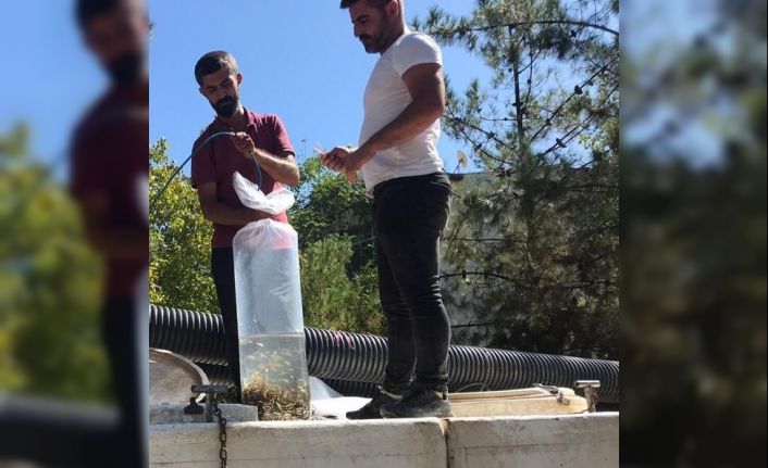 Diyarbakır’daki göletlere 1 milyon 280 bin balık bırakıldı
