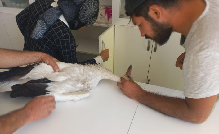 Konya’da yaralı bulunan leylek tedavi altına alındı