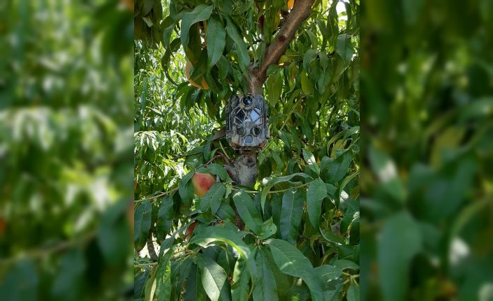 Meyve bahçelerine dadanan hırsızları foto kapanla yakalayacaklar