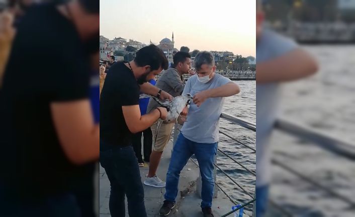 (Özel) Üsküdar’da balıkçı oltasına dolanan martıyı vatandaşlar kurtardı