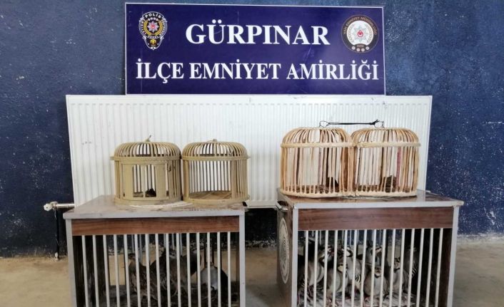 Van’da 2 pitbull’a el konuldu