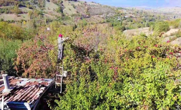 90 yaşına merdiven dayayan ‘elma kurdu’ Ahmet dedenin gözü Külliye’de