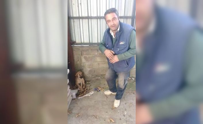 Akşehir Belediyesinin tedavi ettiği köpek iyileşti