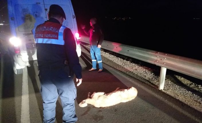 Aracın çarpması ile yaralanan köpek barınakta tedaviye alındı