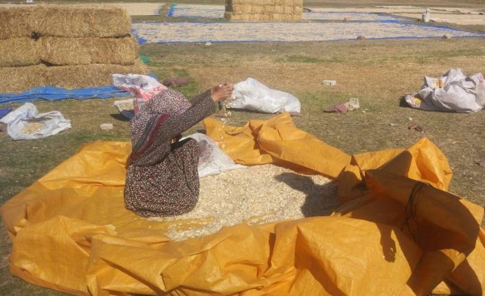Çavdarhisar’da çerezlik kabak üretimi 2 bin 500 dekara ulaştı
