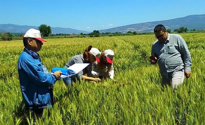 Çeltik tohumluklarının tarla kontrolleri yapıldı