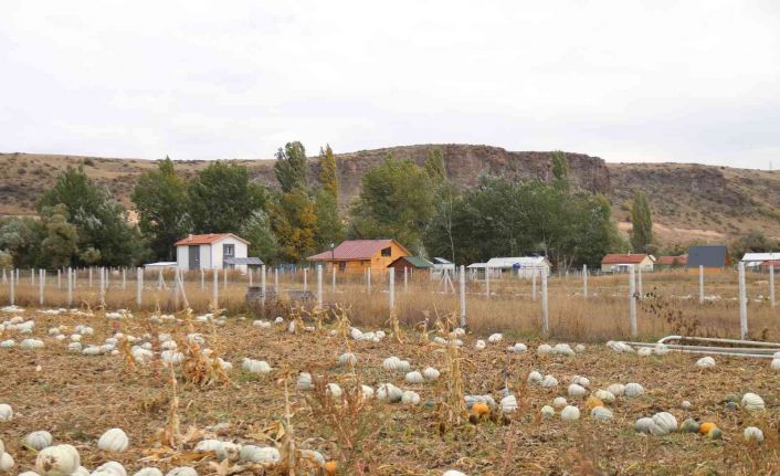 Kızılinler balkabağı ‘hobi bahçesi’ tehlikesi altında