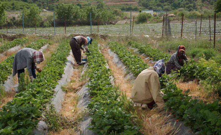 Marka haline gelen Sason çileğinde yılın son hasadına başlandı