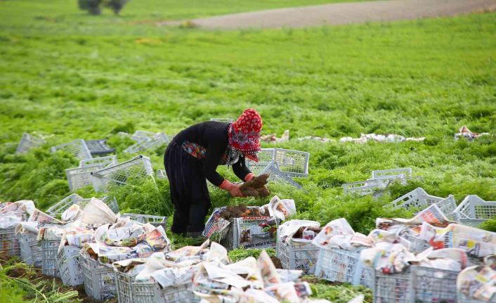 Türkiye’nin sebze ambarı Beypazarı’nda kış havucu hasadı başladı