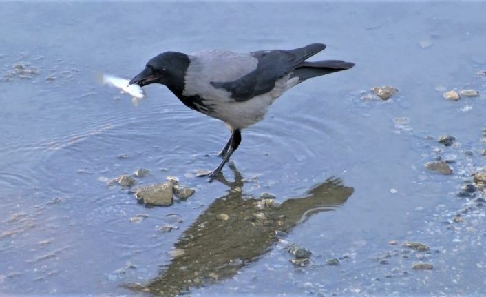 Yeşilırmak’ta kargaların balık avı