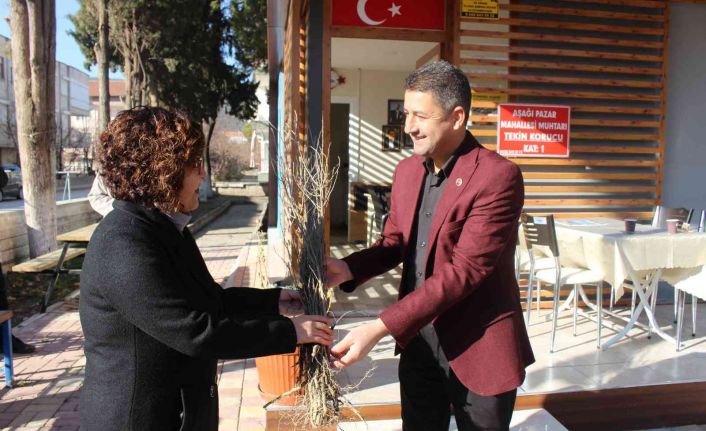 1 milyon adet orman ağacı fidanı toprakla buluşacak