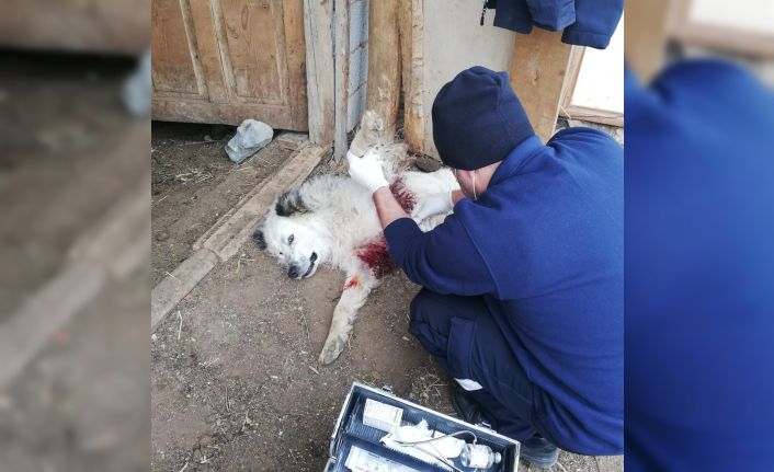 Aç kurtlar çoban köpeğini ağır yaraladı