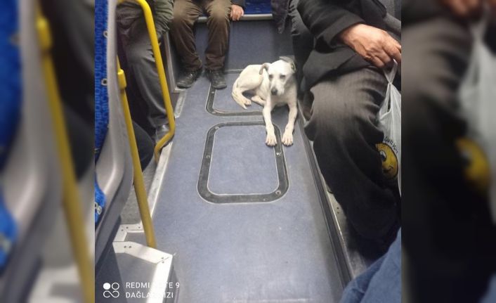 Ankara’nın "Gezgin köpeği" Barış, EGO gtobüsleri ile seyahat ediyor