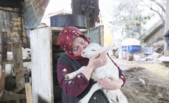 Aydın Büyükşehir Belediyesi’nin koyun hibe desteği ile sürüler büyüyor